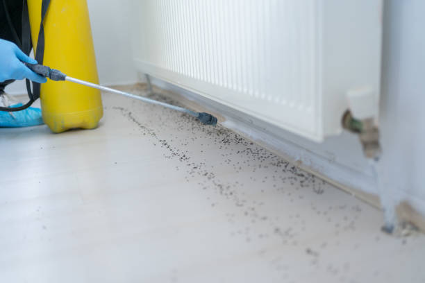 Flea Control Services in Princeton Meadows, NJ